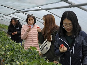 제철수확체험(딸기수확)